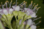 American beautyberry